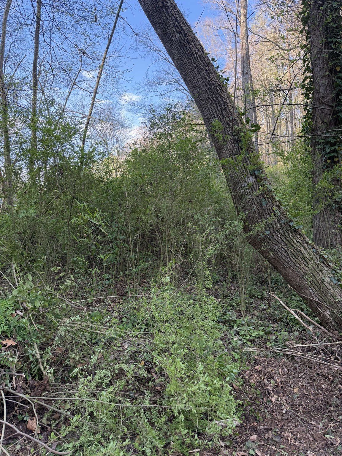 Before land clearing