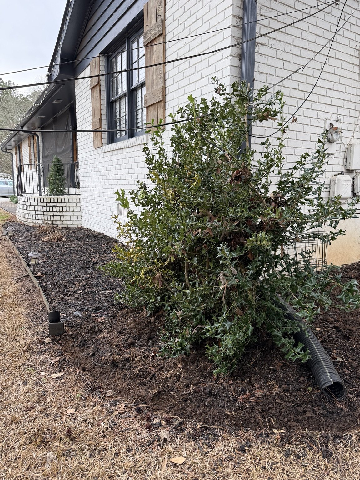 Before pine straw cleanup